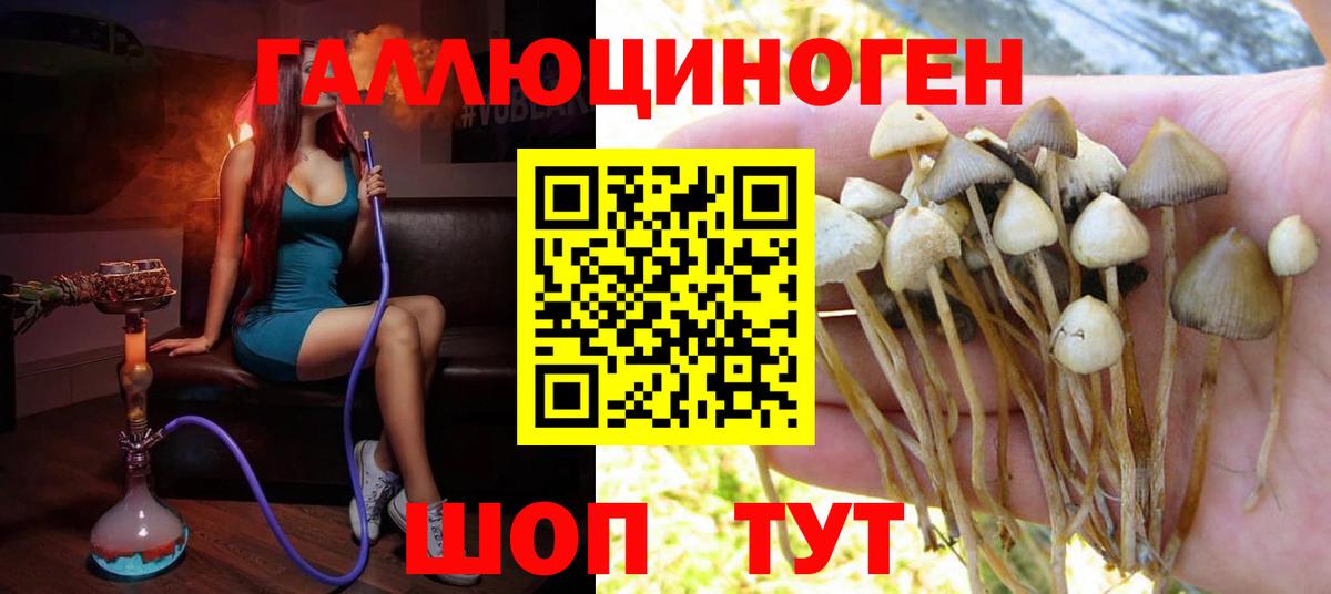 Кинель  Галлюциногенные грибы GOLDEN TEACHER  Псилоцибиновые грибы Psilocybe  Вход с VPN 